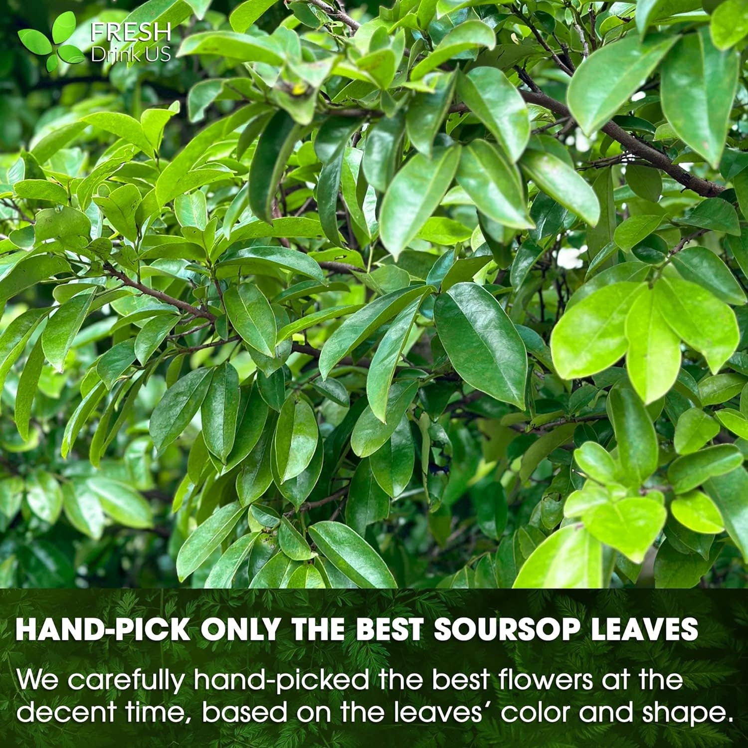 Naomi's Happy Place Shop - Wholesale Health/Detox Tea - Soursop Leaves Tea Version 27