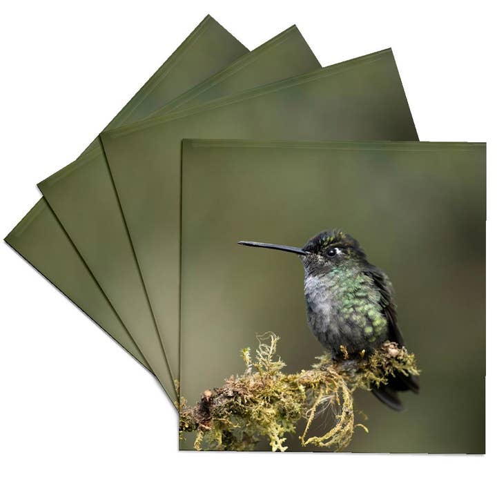 3dRose - Wholesale Coasters - 3dRose, Talamanca Hummingbird, Costa Rica, Central America, Coaster