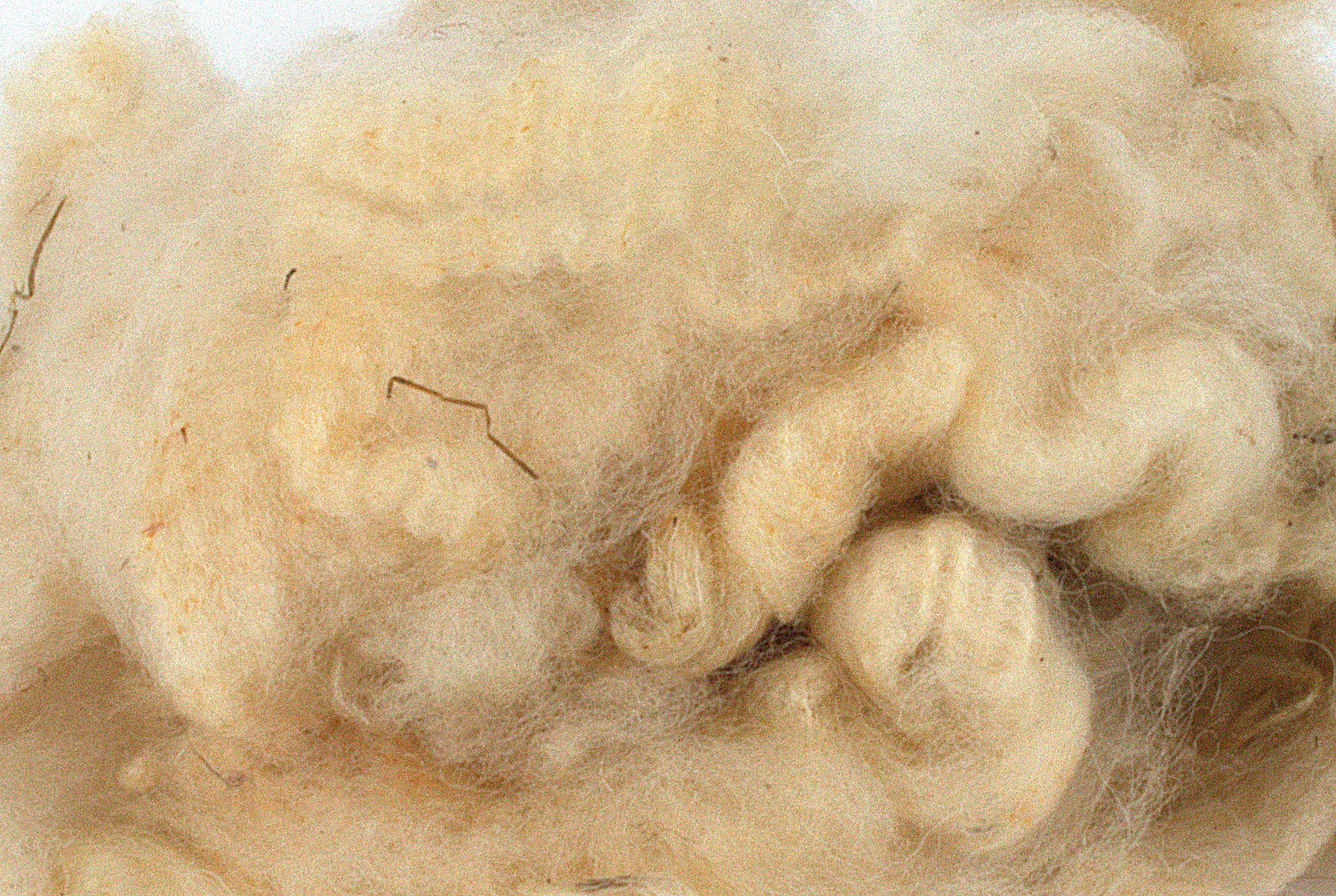 Romney Marsh Wools – wholesale Craft supplies – Pure British Romney Raw Fleece 1kg0