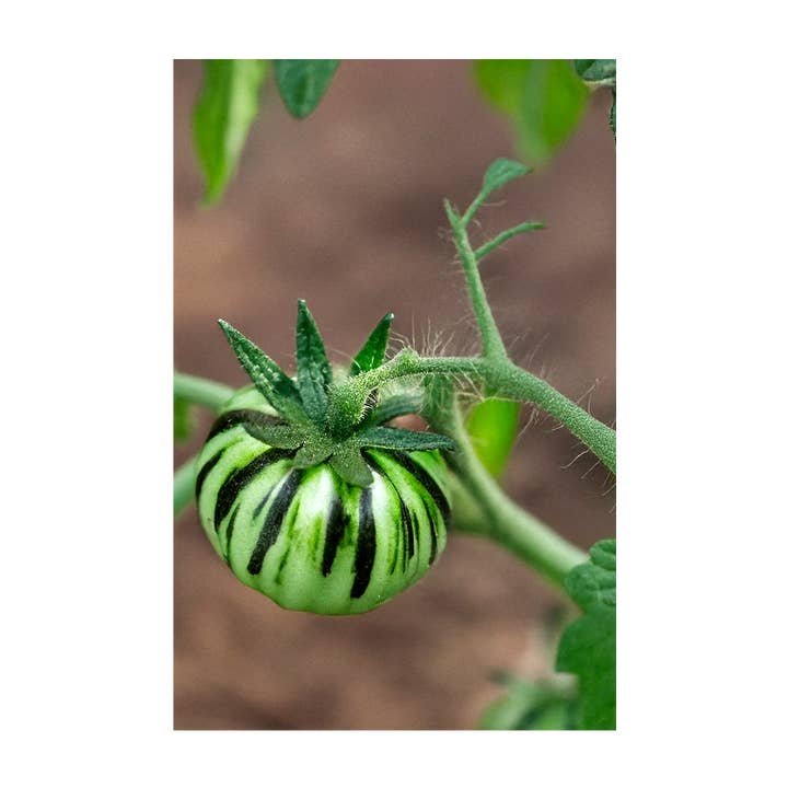 Chive - Wholesale Plant Seeds - 2026 Tomato Green Zebra Vegetable Seeds Packet2