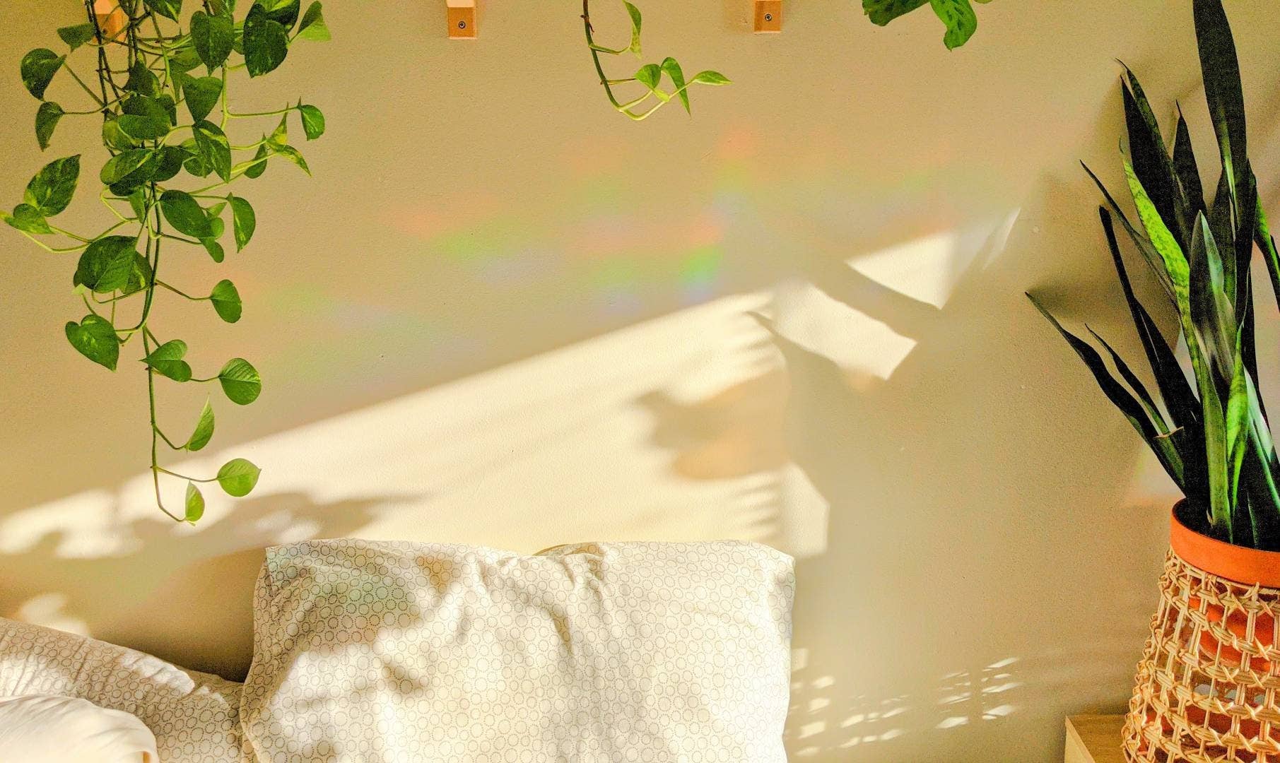 Prismatic Kitty - Vendita all'ingrosso Acchiappasole - Adesivo Whale Suncatcher per Finestra | Decorazione Costiera7