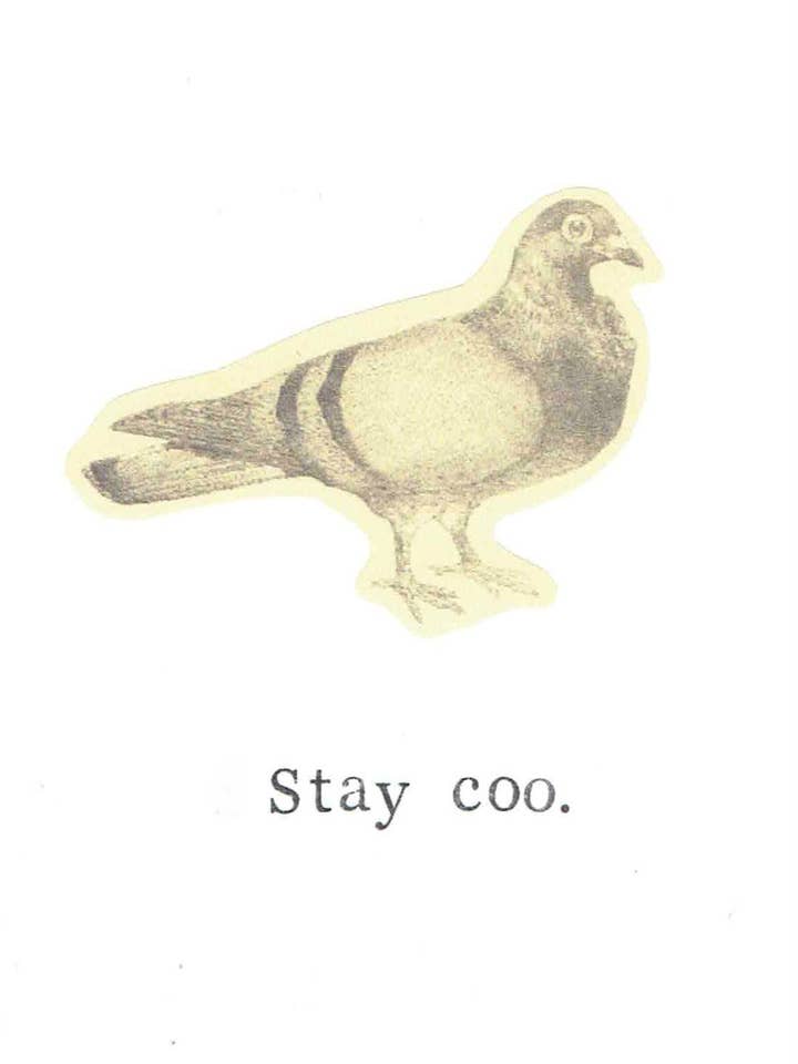 Stay Coo Pigeon Card | Bird Pun Humor Nerdy Nature Funny Birthday Card for wholesale by BlueSpecsStudio