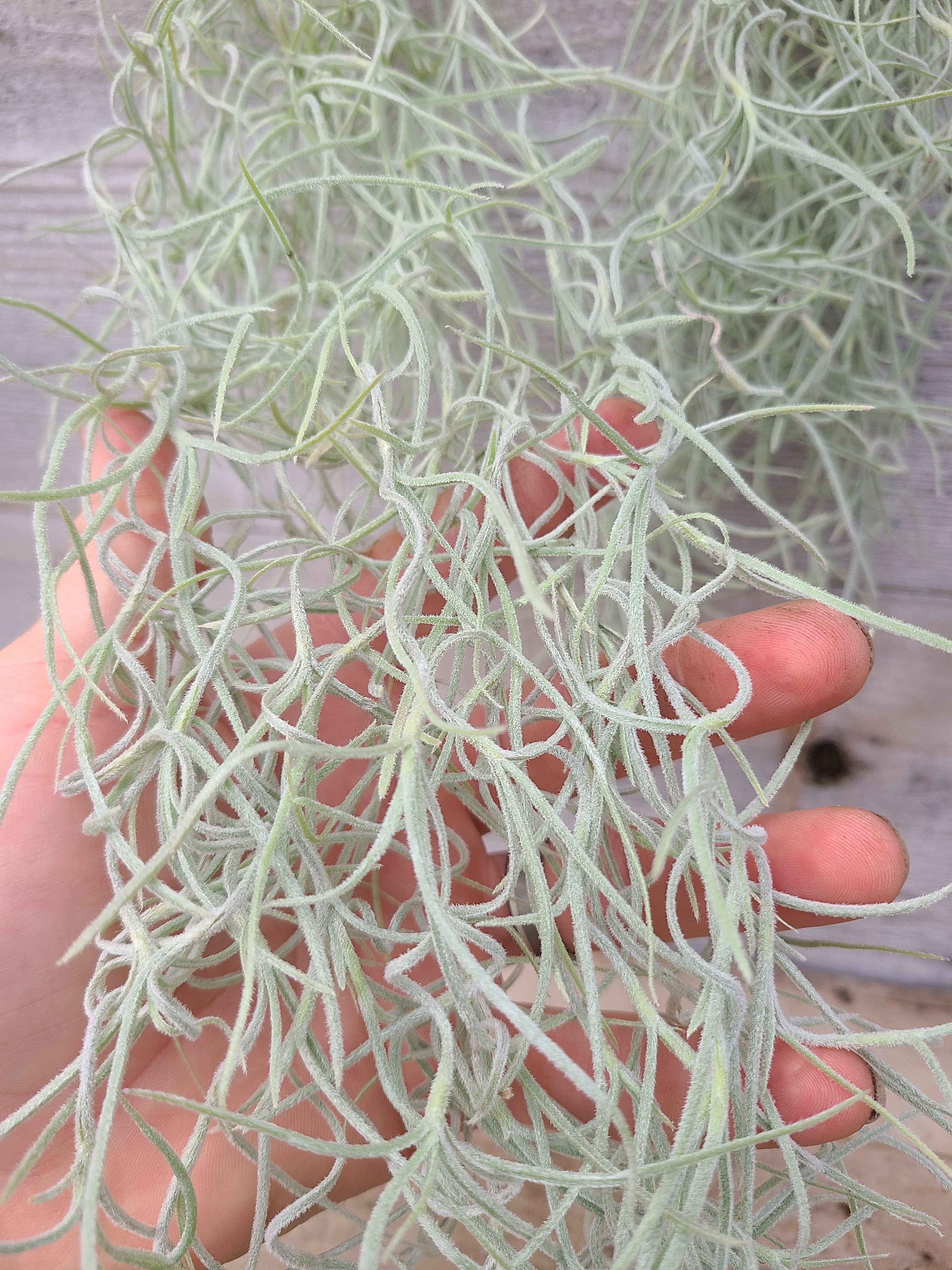 Buzz + Thrive Gardens - Wholesale Live Plant - Tillandsia Usenoides 1