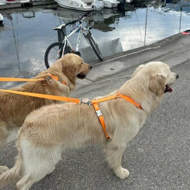 Splash By Happy - Wholesale Pet Harness - Dog - Biothane® two-clip harness15