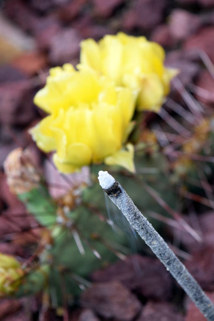 Teomati Sacred Copal - Wholesale Incense - Teomati Sacred Copal Incense Pack5