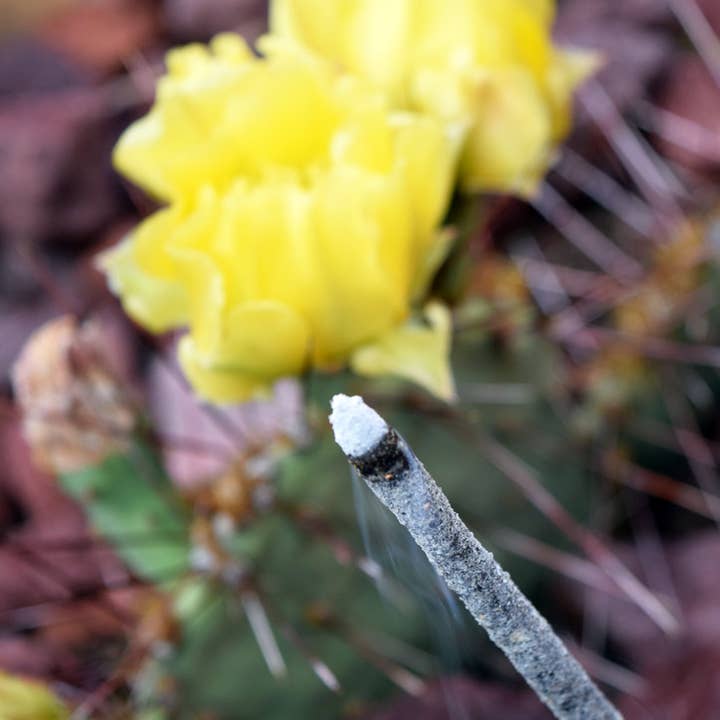 Teomati Sacred Copal - Venta al por mayor Incienso - Paquete de Incienso Sagrado de Copal Teomati5