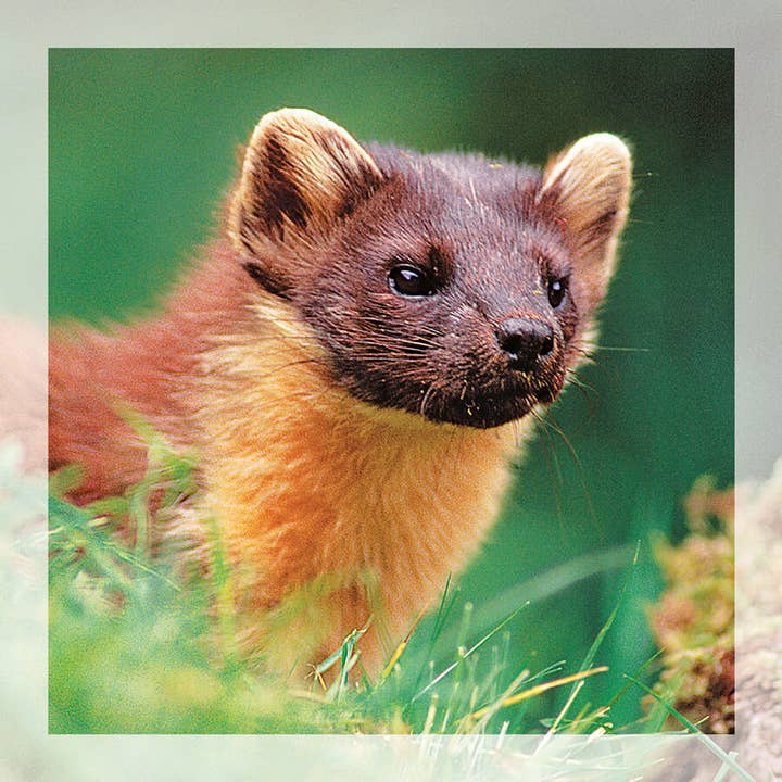 Inspiratie Wenskaart Pine Marten voor wholesale door Island Blue Publishing