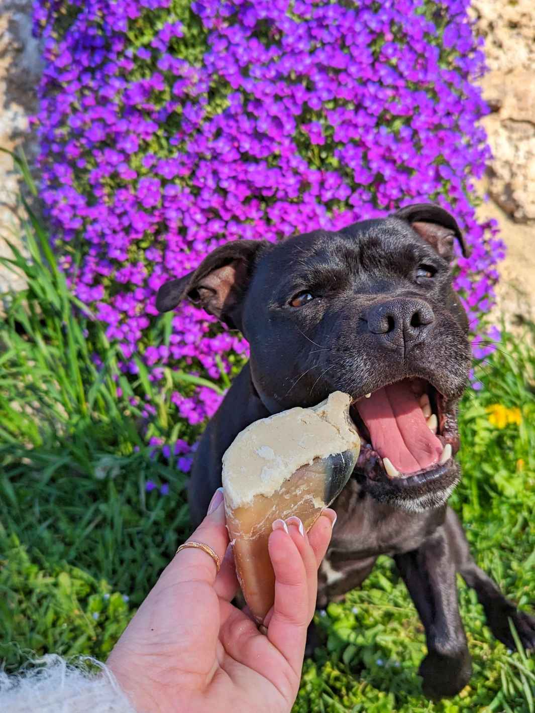 Truffe Délice - Wholesale Pet Treats - Dog - Garnished veal shank7