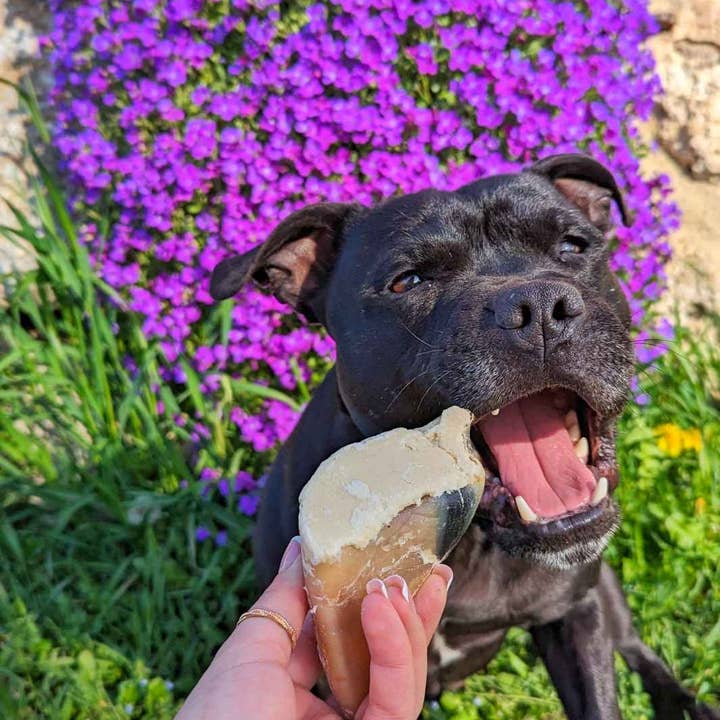 Truffe Délice - Wholesale Pet Treats - Dog - Garnished veal shank7