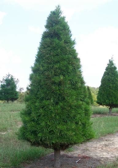 GardenPerspective - Wholesale Live plant - 5 Virginia Pine Tree Live Plant Pinus Virginiana Outdoor
