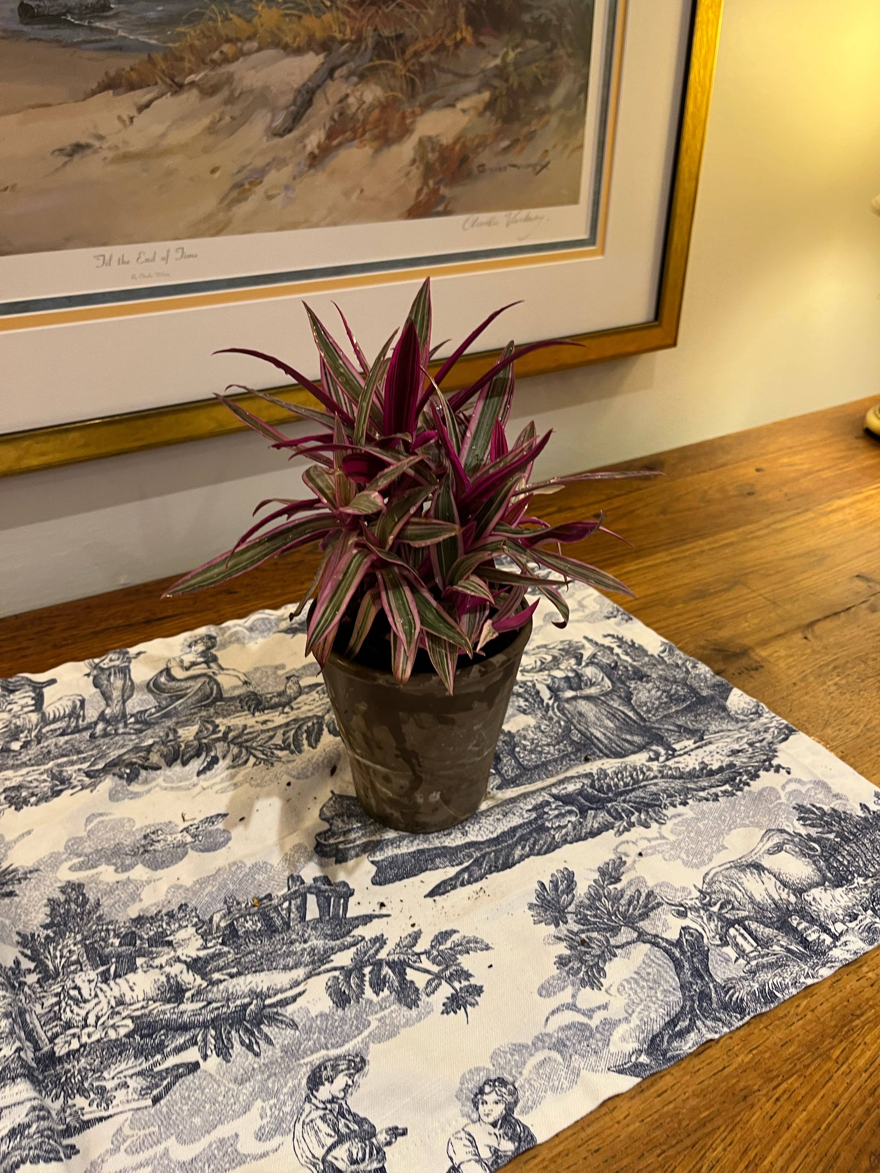 Sunrise Topiaries - Wholesale Live Plant - Live Tricolor "Moses in the Cradle" plant in 5 inch pot2