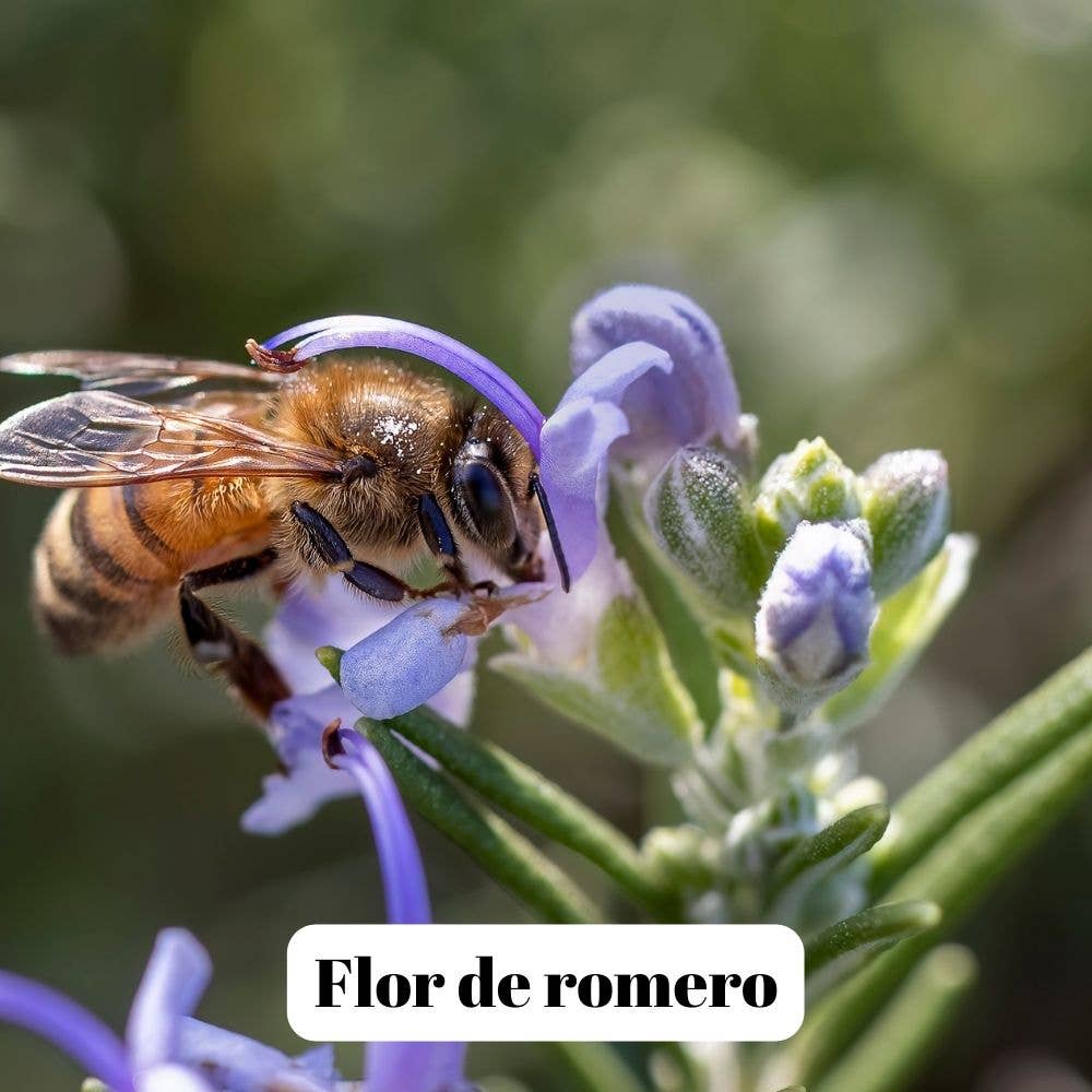 L'ABELLA MIEL - Wholesale Honey - L'Abellamel Raw Rosemary Honey 500G1