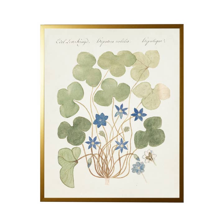 Antique Curiosities Inc - Wholesale Art Print - Vintage Bookplate With Blue Anemone