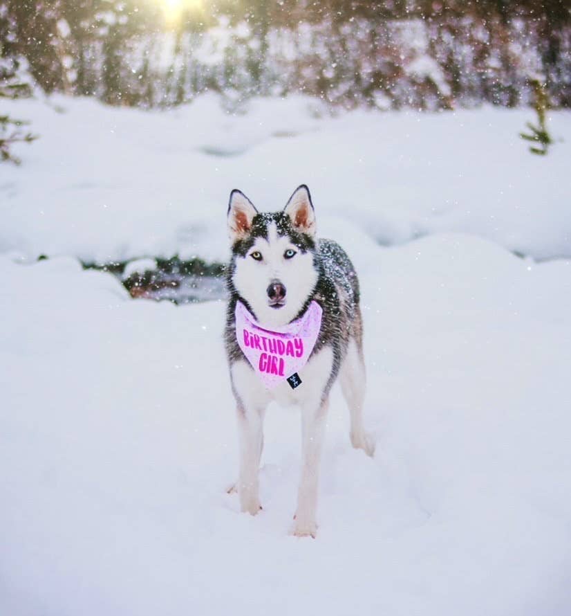 Tails Up, Pup - Wholesale Pet Bandana - Dog - Birthday Girl Dog Bandana - Dog Birthday Party2
