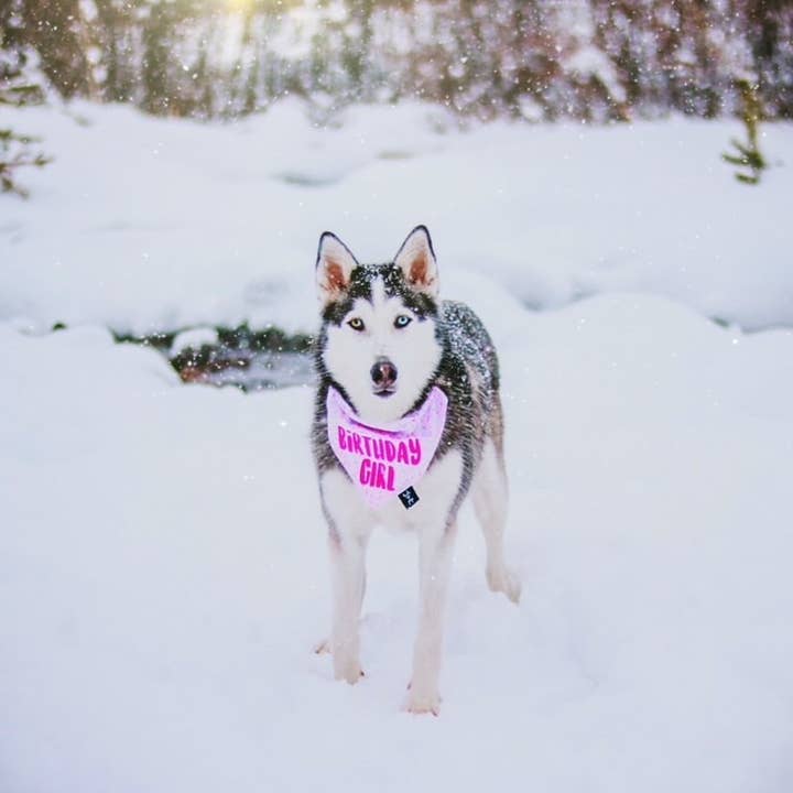 Tails Up, Pup - Wholesale Pet Bandana - Dog - Birthday Girl Dog Bandana - Dog Birthday Party2
