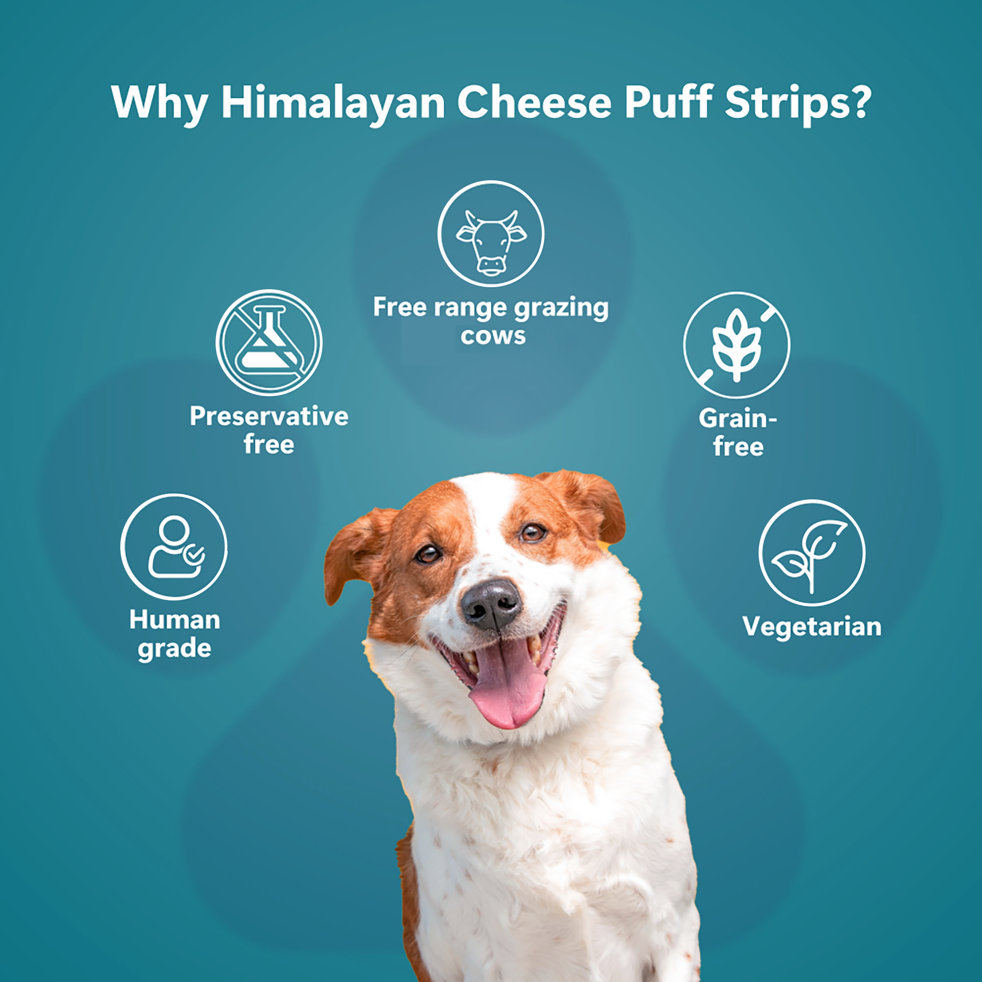 Pawfect Foods - Wholesale Pet Treats - Dog - Pawfect Himalayan Cheese Puff Strips for Dogs | 100% Natural Crunchy Treat | High in protein & calcium | Healthy training treat | Grain-free | Limited ingredient treats for dogs (70g/2.47oz)4