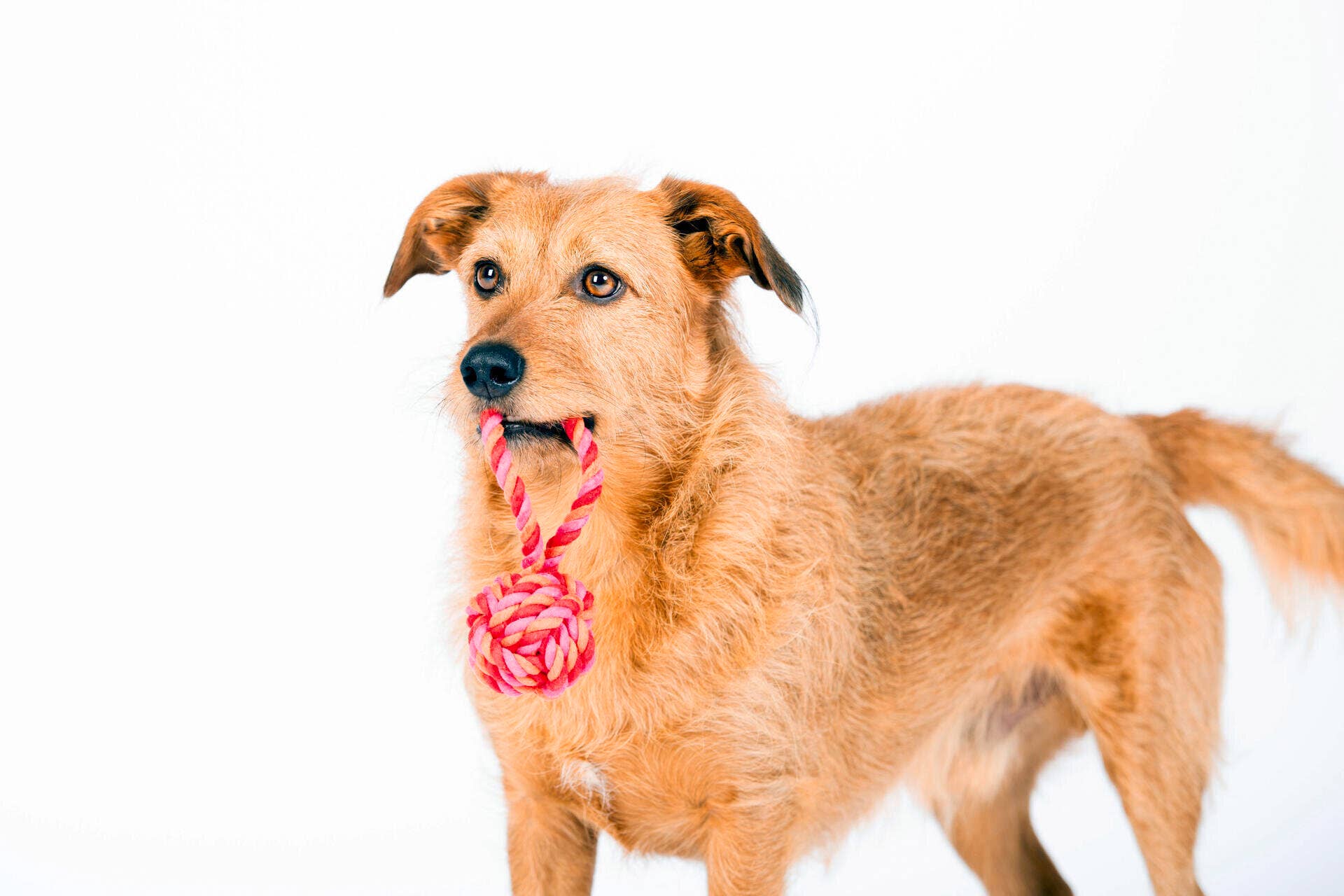 LABONI - Volentis GmbH – Engroshandel Apporterbold - Hund – Mini slingbold4