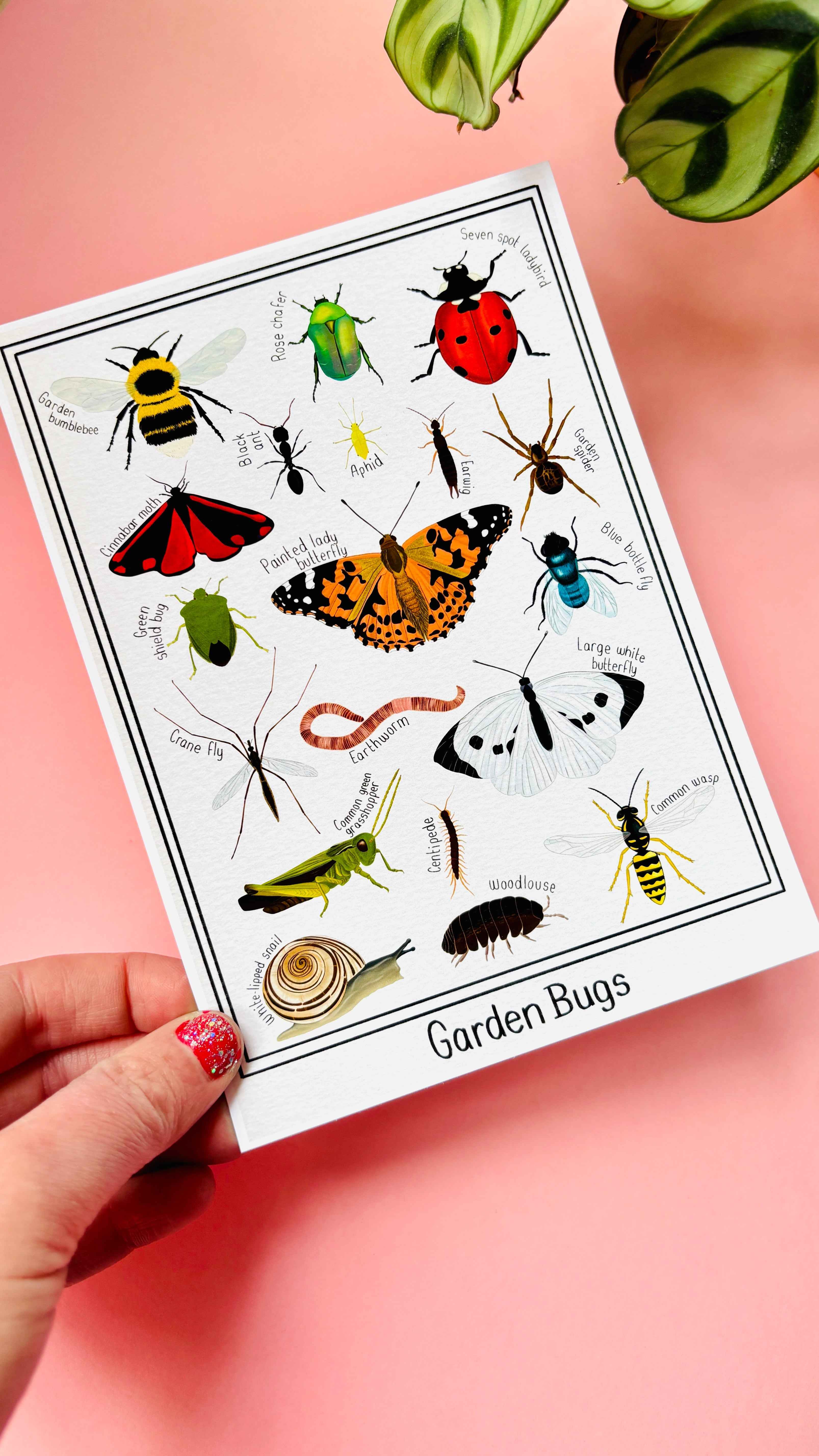 Pixiecraft - Wholesale Art Print - Garden Bug Wall Art Print: Nature Inspired Educational Prints6