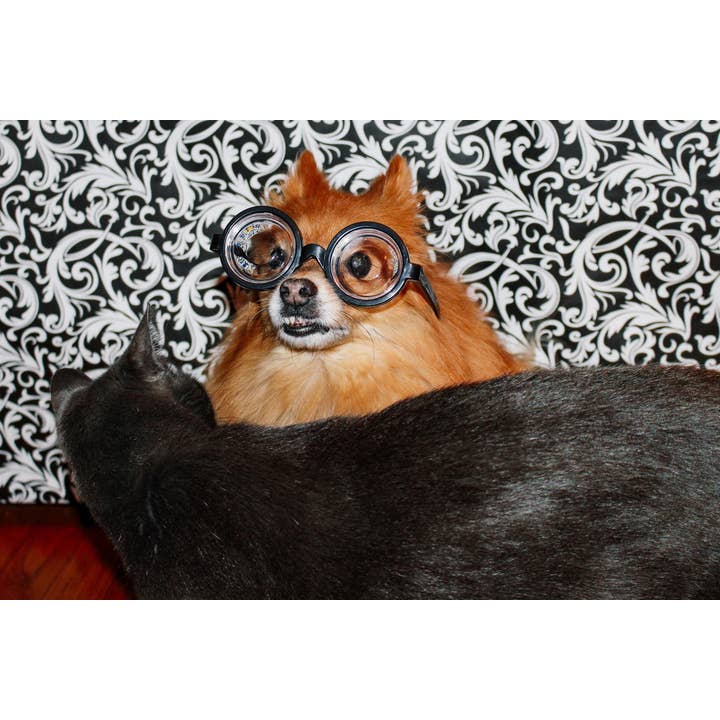 Funny Pomeranian Dog Wearing Glasses with Cat Photo Photograph Wall Art for wholesale by Gotham Gifts