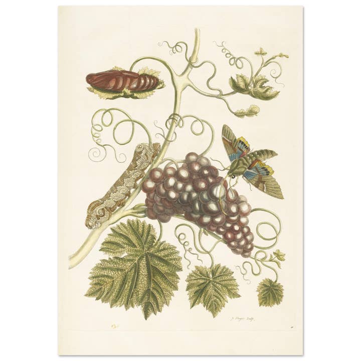 Insectorum 5 por atacado de Maison de Paloma