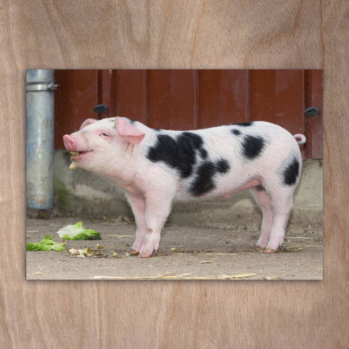 Postcard Eye0218 Pig Piglet Bentheim Country Pig for wholesale by eye-comm