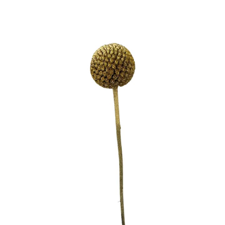 Craspedia Gold - Fresh Cut Flowers for wholesale by Metro Flower Market