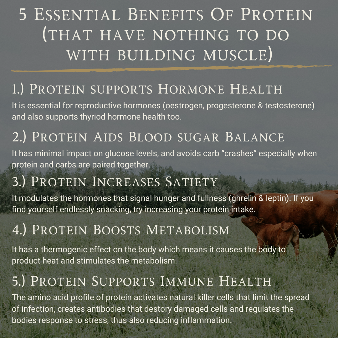 APE Nutrition – wholesale Protein/superfood powder – Grass-Fed Beef Protein | Raw Cacao & Maple Sea Salt2