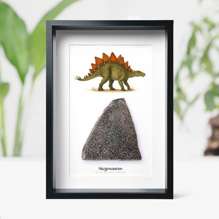 Cornice con Illustrazione ad Acquerello e Osso di Dinosauro Stegosauro per la vendita all'ingrosso da parte di Curated Studio