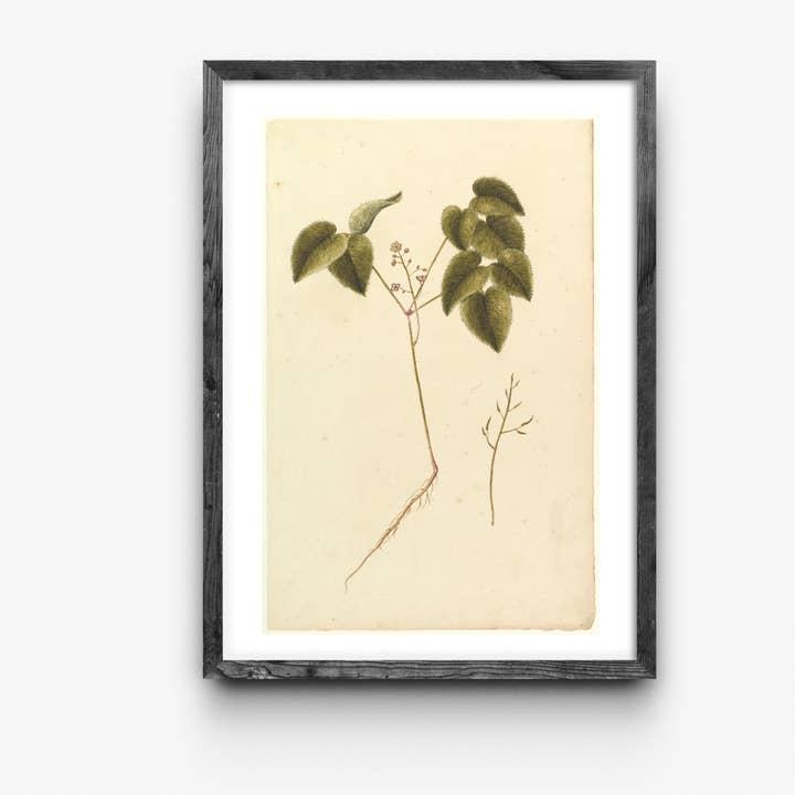 Botanical Vinus Vintage Art Print for wholesale by Cloth + Cabin