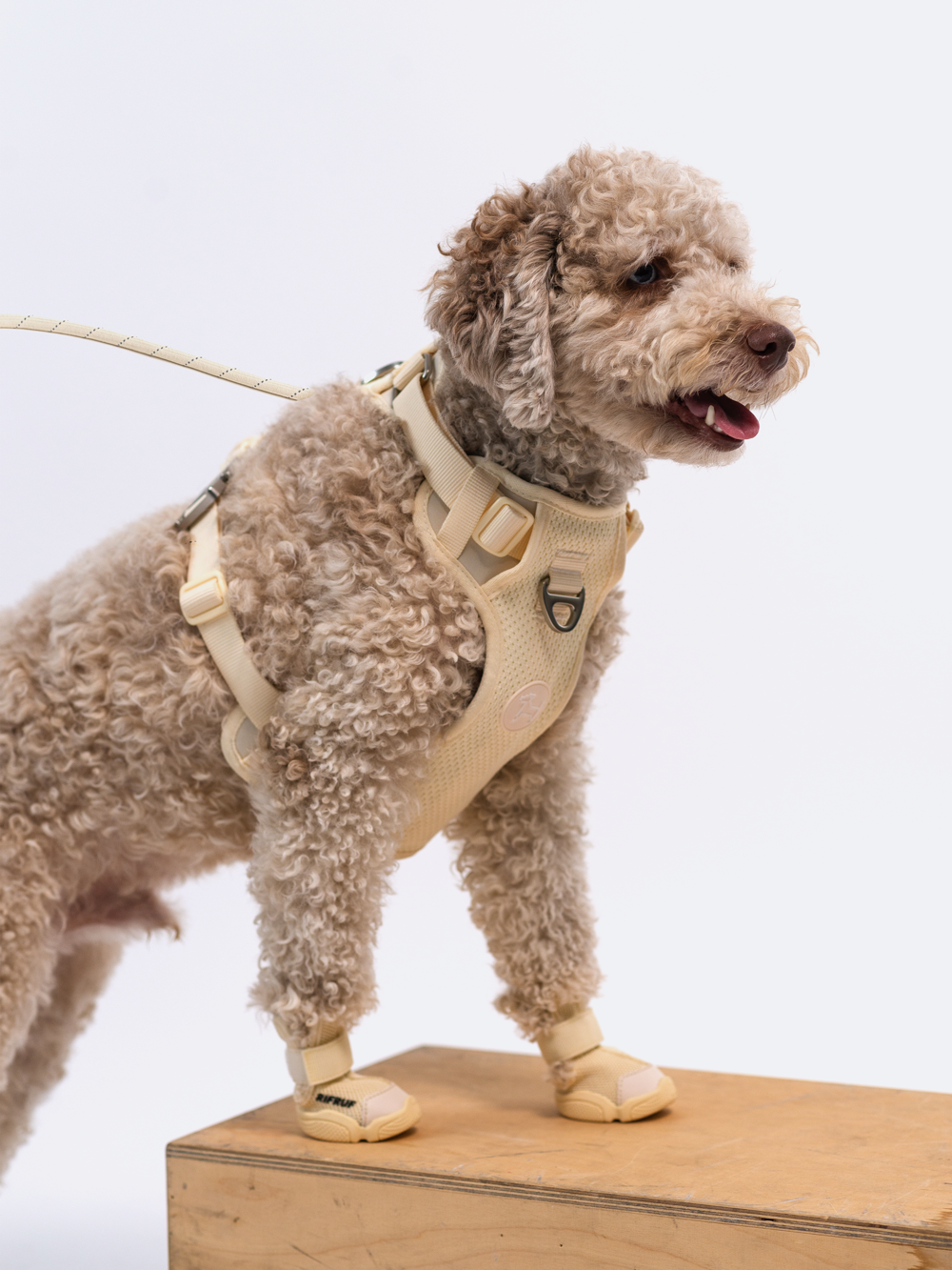 RIFRUF - Vente Bottines – chien - César 110