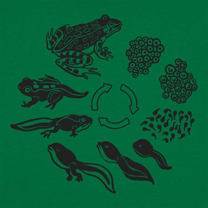 6DS - Vendita all'ingrosso Maglietta serigrafata - Donna - Maglietta da donna Frog Life Cycle2