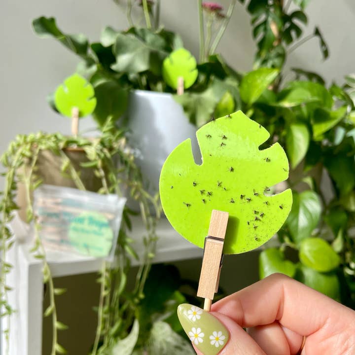 uBloomd - Wholesale Garden tool - Monstera Leaf Green Plant Traps1