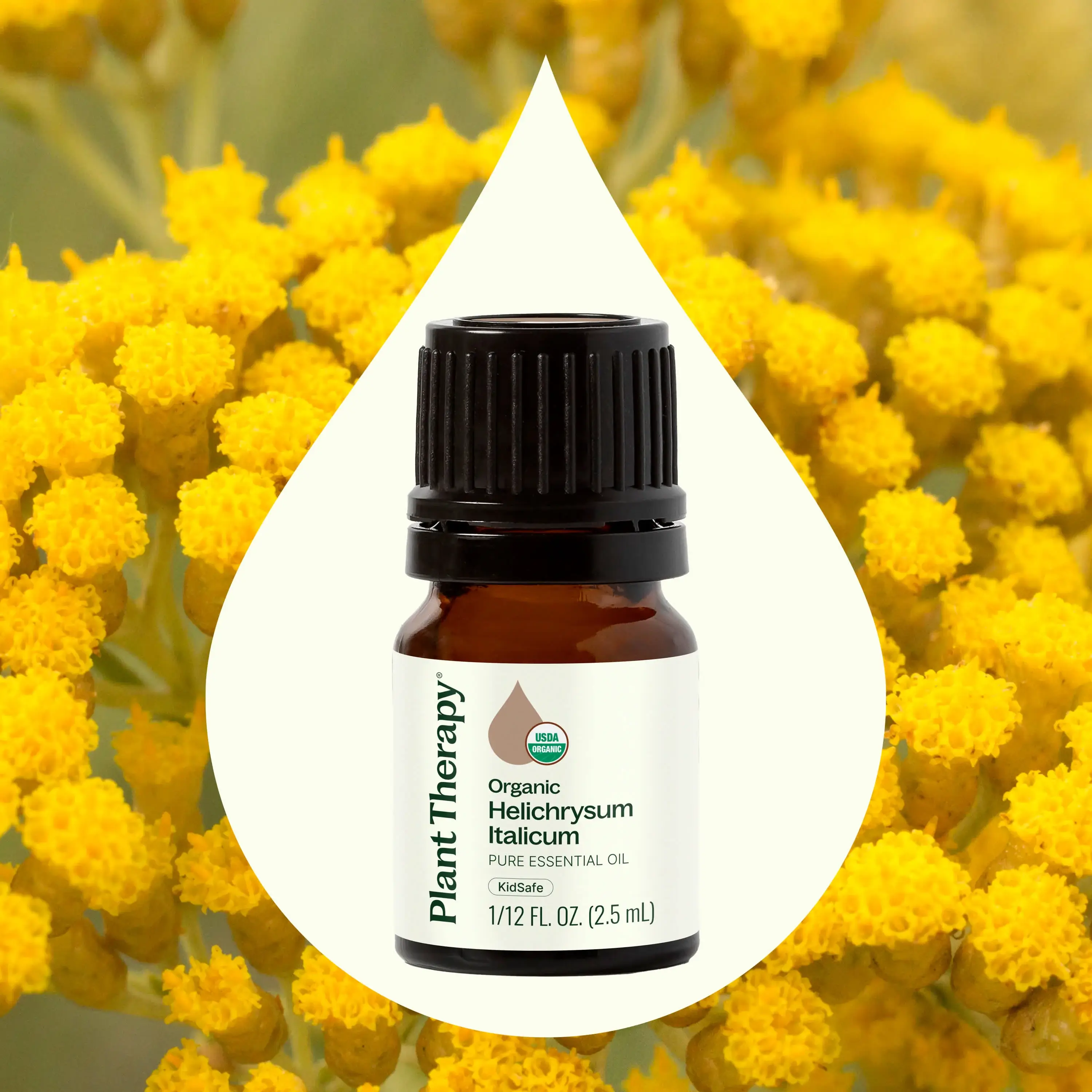 Plant Therapy – wholesale Eterisk olja – Organisk Helichrysum Italicum eterisk olja 2,5 ml4