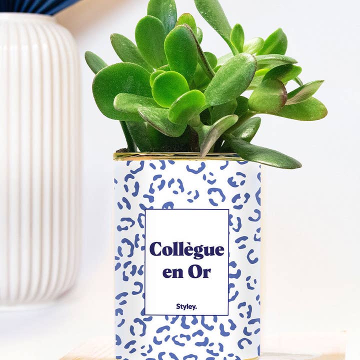 Styley - Wholesale Succulent - Collègue En or - Plante Grasse0