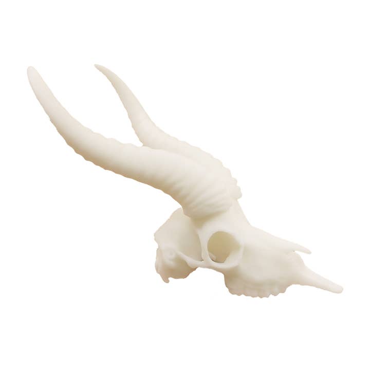 The Scale Grail - Wholesale Decorative Figurine - Springbok Skull Replica 1:6 Scale miniature animal skulls for use in dollhouse, diorama, models, tiny antelope cranium (1 skull)1