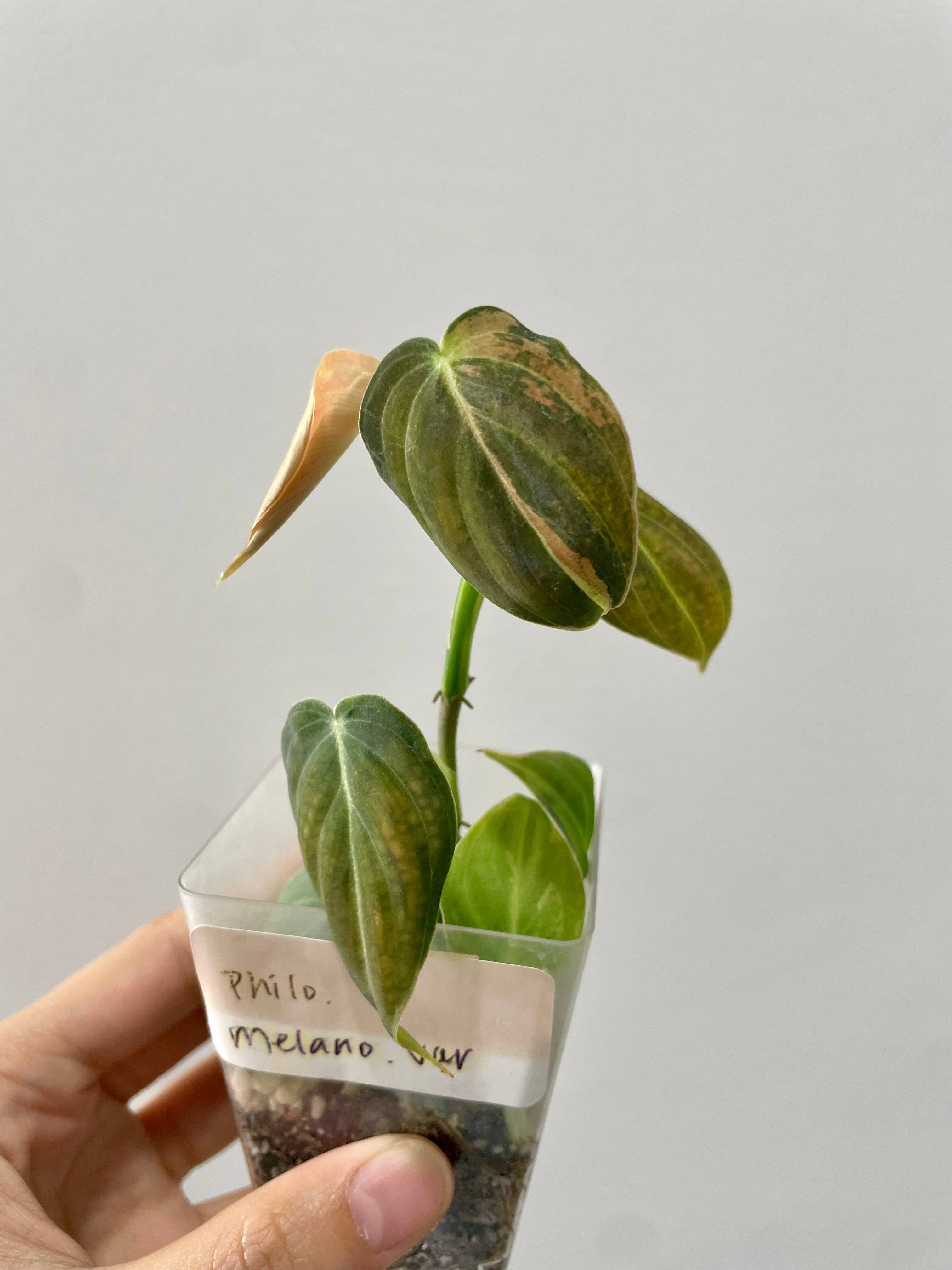 OrchidBox - Vente Plante - Philodendron melanochrysum panaché TC Plantlet | Plante d'intérieur rare2