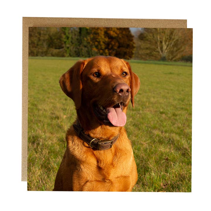 Biglietto di auguri con Labrador Rosso Volpe - biglietto di auguri con cane - biglietto con cane per la vendita all'ingrosso da parte di Alex Sharp