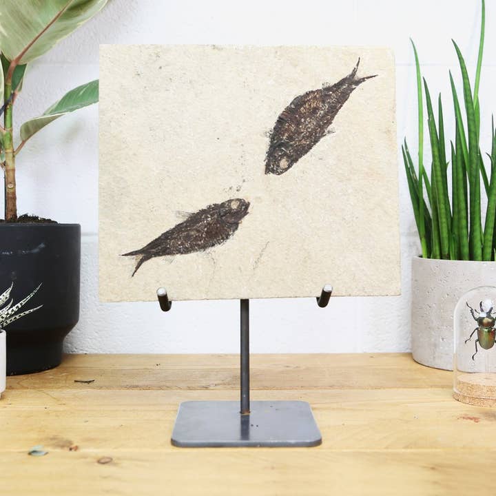 Support en acier sur mesure authentique Diplomystus fossilisé XL pour la vente par Curated Studio