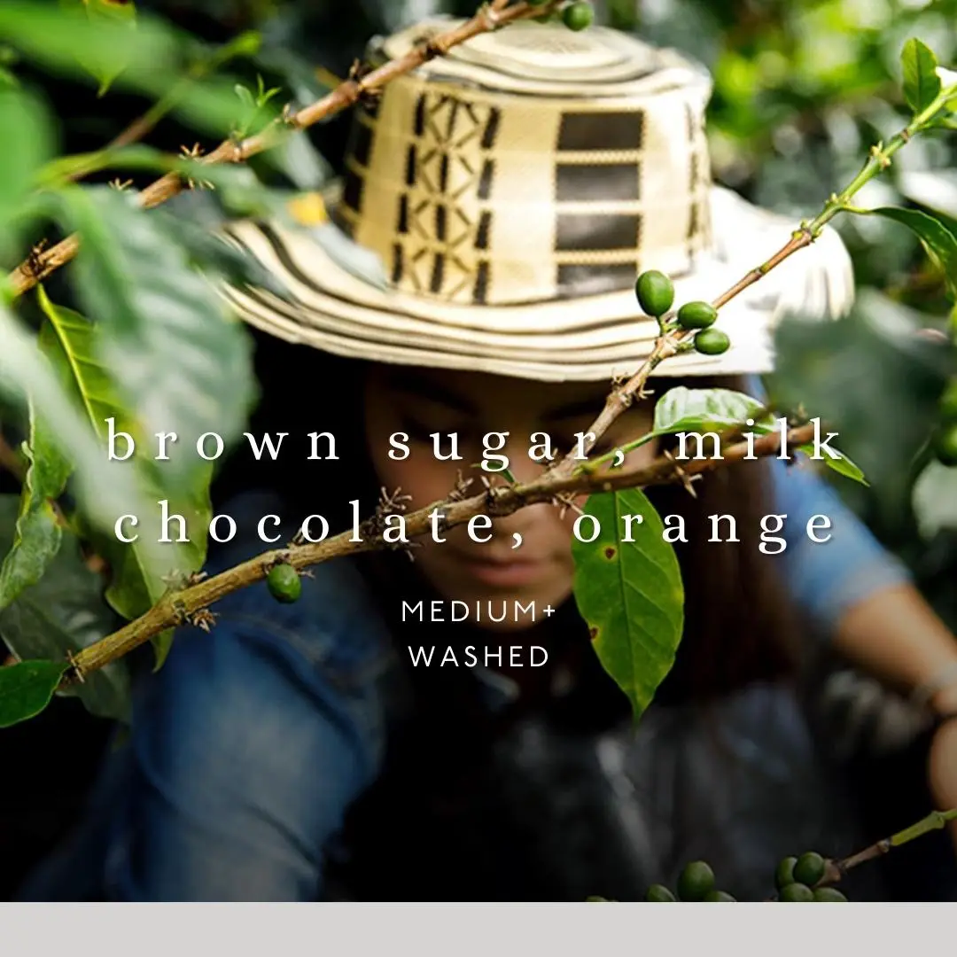 No. Six Depot – Großhandel Kaffeebohnen – Kolumbien - Campesinas Kaffee mit ganzen Bohnen 12 oz1