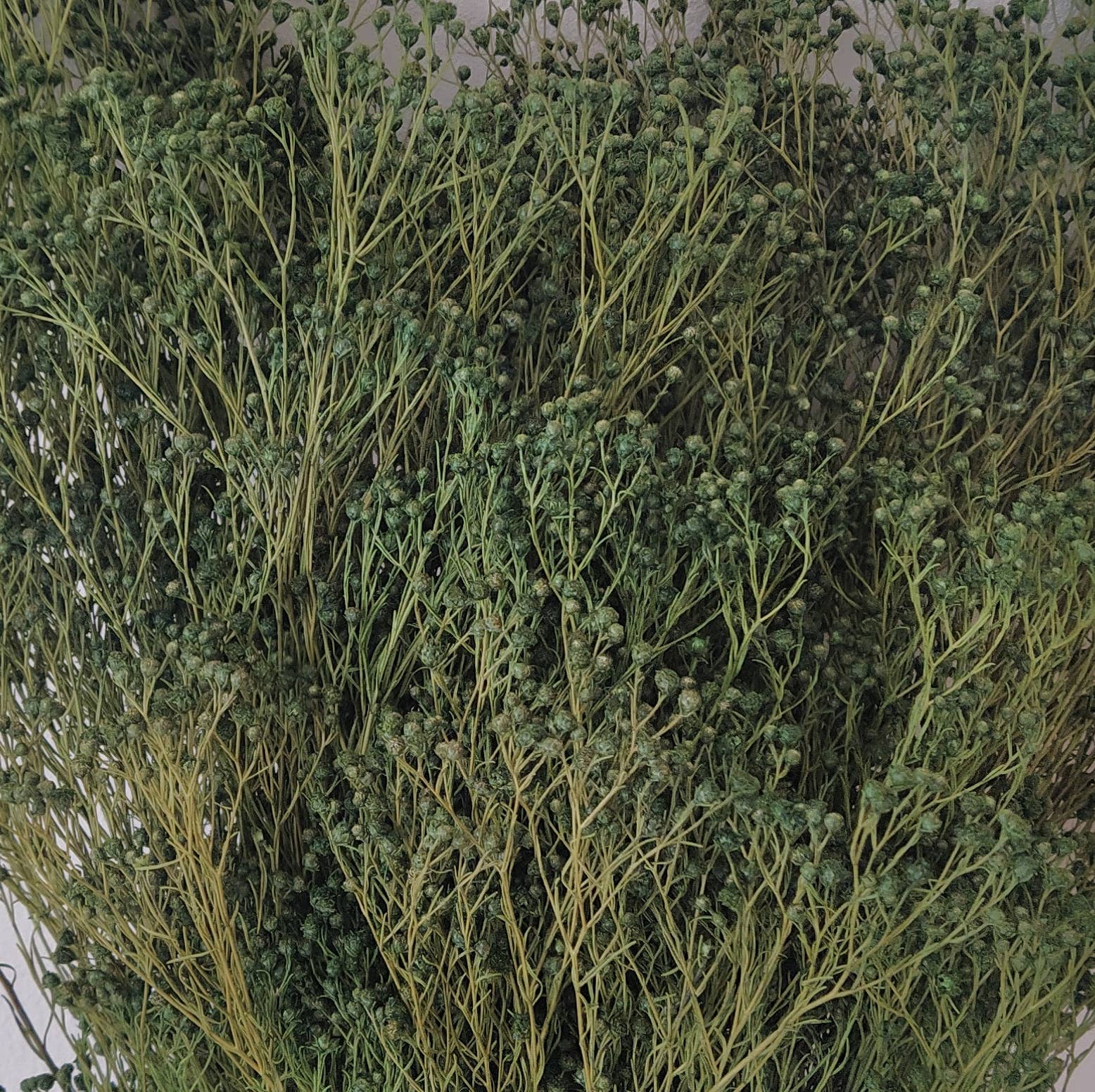 Concari.flores Preservadas - Wholesale Dried/Pressed Flowers - BROOMS PRESERVED3