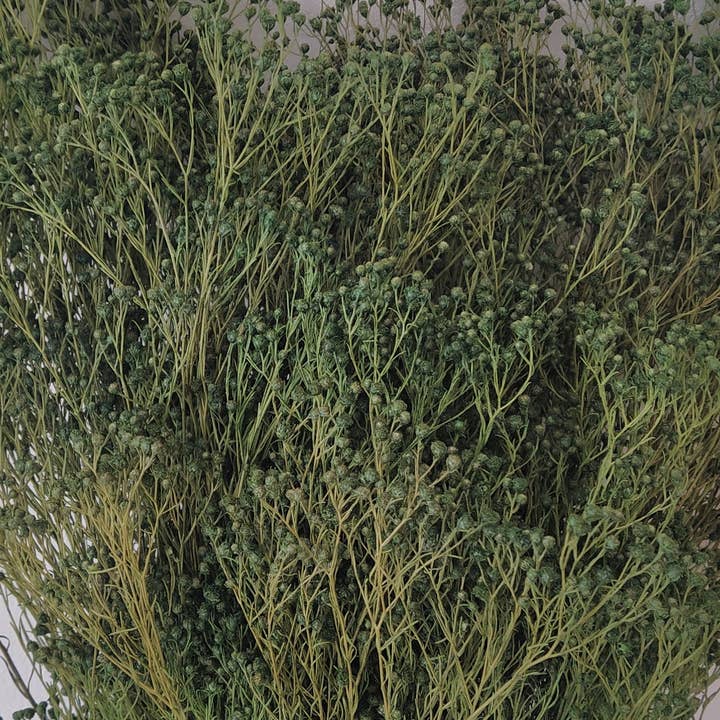 Concari.flores Preservadas - Wholesale Dried/Pressed Flowers - BROOMS PRESERVED3