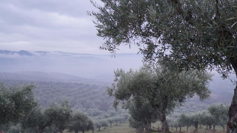 Portugalia Imports - Vente Huile d'olive - Huile d'olive extra vierge Metáfora2