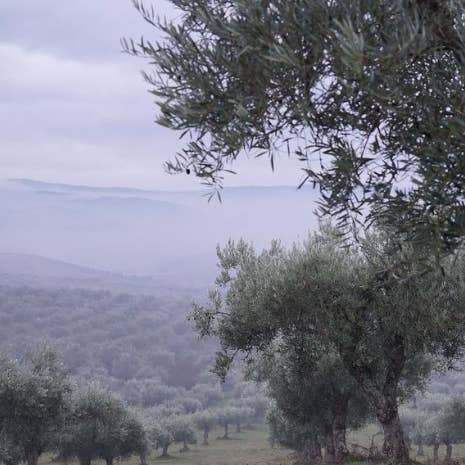 Portugalia Imports - Vente Huile d'olive - Huile d'olive extra vierge Metáfora2