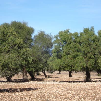 Ajarbio – Óleo para banho/corpo por atacado – Óleo cosmético 100% natural e orgânico de argan4