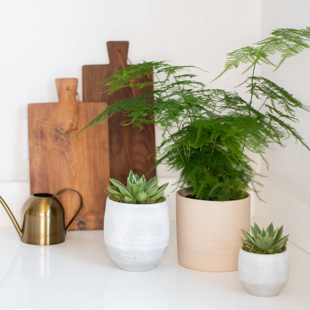 The Little Botanical – wholesale Succulent – Miranda16