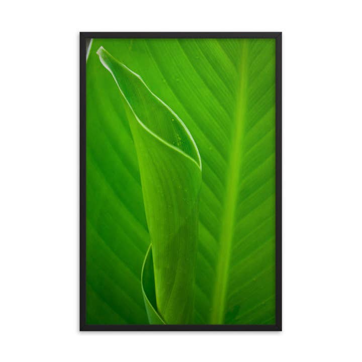 Décoration murale encadrée avec photo « Leaves of Canna Lily », nature botanique pour la vente par Pipa Wall Art & Home Decor