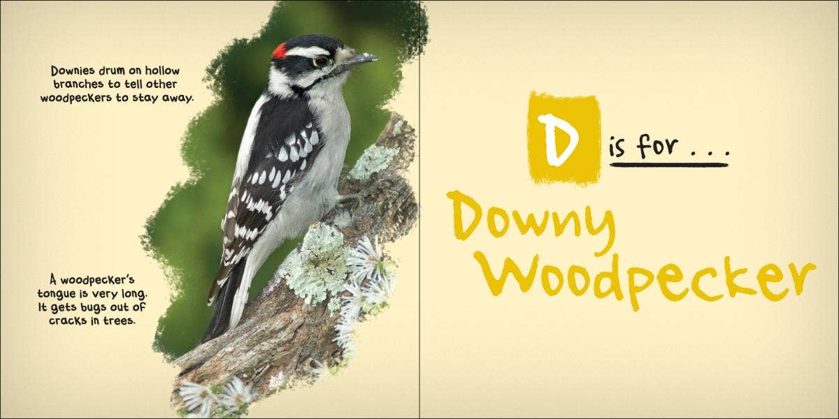 AdventureKEEN - Wholesale Nature & Outdoors - C is for Cardinal - Alphabet of Birds4