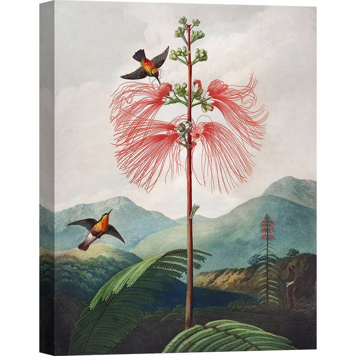 Botanische Malerei: Robert John Thornton, Sensitive Pflanze für den Großhandel von Selected Artworks Italia