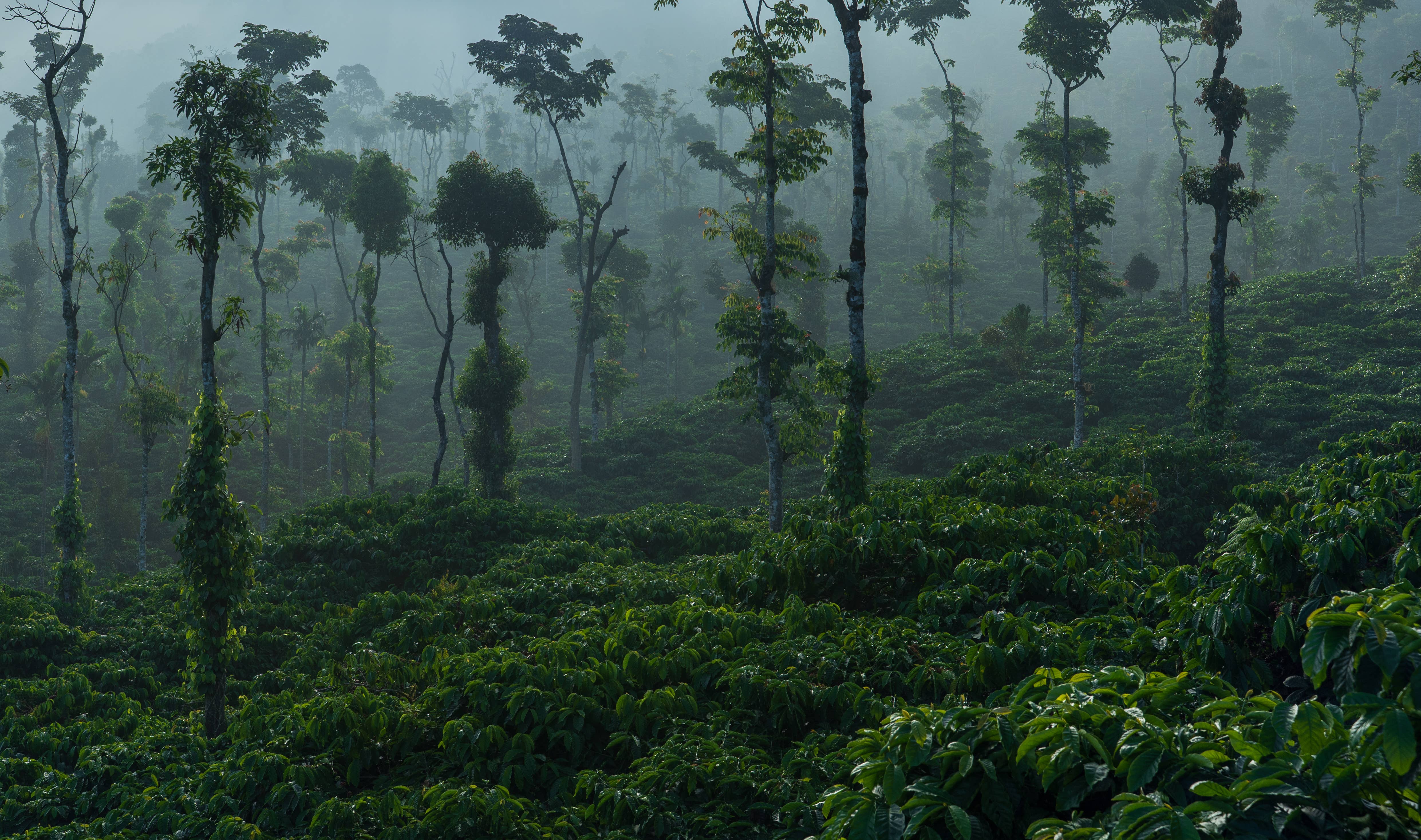 Yeri Coffee - Wholesale Coffee Beans - Chicory Chic: Traditional Indian/NOLA Blend - Bold, Velvety8