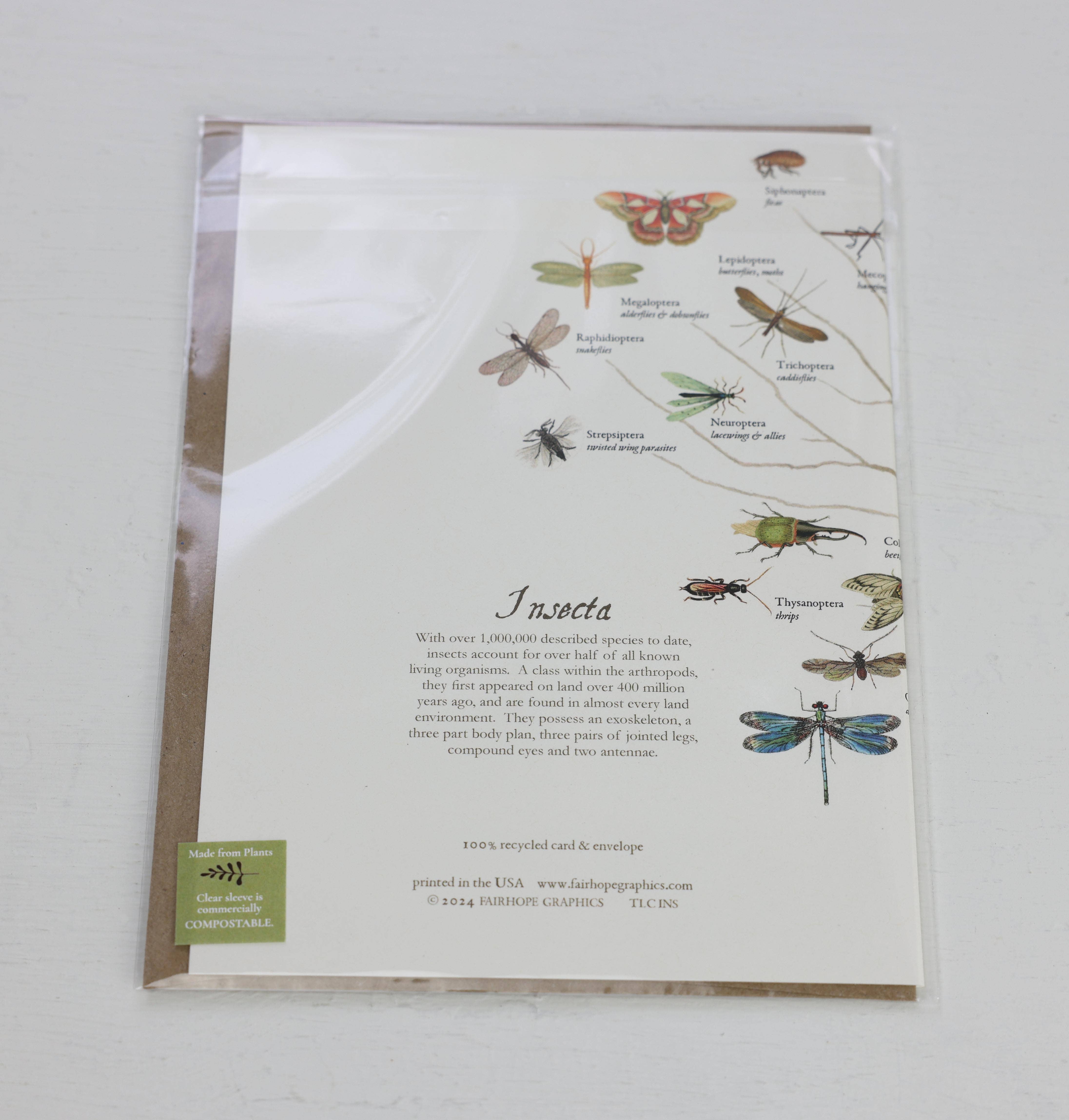 Fairhope Graphics - Venta al por mayor Tarjetas de felicitación - Tarjeta de rama de insectos2